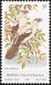 Southern Pied Babbler (Turdoides bicolor)
