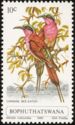 Southern Carmine Bee-eater (Merops nubicoides)