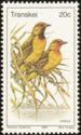 Spectacled Weaver (Ploceus ocularis)