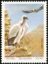 Cape Vulture (Gyps coprotheres)