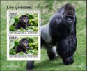 Western Gorilla (Gorilla gorilla)