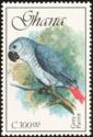 African Grey Parrot (Psittacus erithacus)