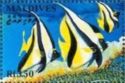 Masked Bannerfish (Heniochus monoceros)