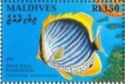 Blackback Butterflyfish (Chaetodon melanotus)