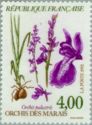 Orchis des marais (Orchis palustris)
