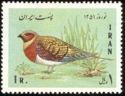 Pin-tailed Sandgrouse (Pterocles alchata)