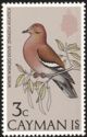 White-winged Dove (Zenaida asiatica)