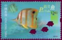 Copperband Butterflyfish (Chelmon rostratus)
