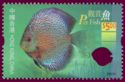 Blue Discus (Symphysodon aequifasciata)