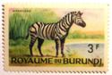 Burchell's Zebra (Equus burchelli)