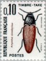Click Beetle (Ampedus cinnabarinus)
