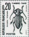 Longhorn Beetle (Dorcadion fuliginator)