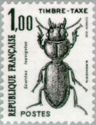 Ground Beetle (Scarites laevigatus)