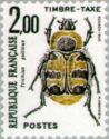 Bee Beetle (Trichius gallicus)