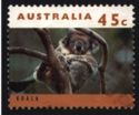 Koala (Phascolarctos cinereus)