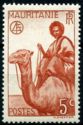Man on Dromedary (Camelus dromedarius)