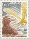White-tailed Eagle (Haliaeetus albicilla)