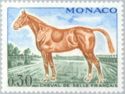 Selle Français (Equus ferus caballus)