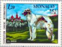 Borzoi (Canis lupus familiaris)