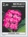 Euphorbia milii