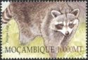 Raccoon (Procyon lotor)