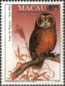 Western Barn Owl (Tyto alba)