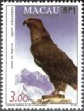 Golden Eagle (Aquila chrysaetos)