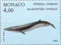 Fin Whale (Balaenoptera physalus)
