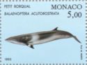 Common Minke Whale (Balaenoptera acutorostrata)