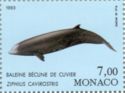 Cuvier's Beaked Whale (Ziphius cavirostris)