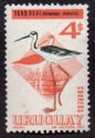 White-backed Stilt (Himantopus melanurus)