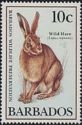 Wild Hare (Lepus capensis)
