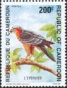 Rufous-chested Sparrowhawk (Accipiter rufiventris)