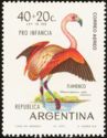 Chilean Flamingo (Phoenicopterus ruber chilensis)
