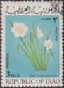 Daffodil (Narcissus poeticus)