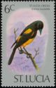 St. Lucia Oriole (Icterus laudabilis)