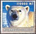 Polar Bear (Ursus maritimus)