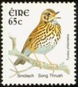 Song Thrush (Turdus philomelos)
