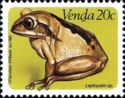 Mozambique Forest Tree Frog (Leptopelis mossambicus)