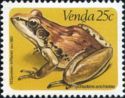 Anchieta's Ridged Frog (Ptychadena anchietae)