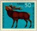 Red Deer (Cervus elaphus)