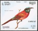 Northern Carmine Bee-eater (Merops nubicus)