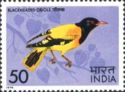 Asian Black-hooded Oriole (Oriolus xanthornus)