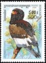 Bateleur Eagle (Terathopius ecaudatus)