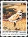 Kentish Plover (Charadrius alexandrinus)