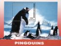 Gentoo Penguin (Pygoscelis papua)