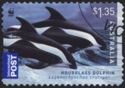 Hourglass Dolphin (Lagenorhynchus cruciger)