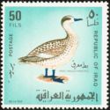 Marbled Teal (Anas angustirostris)