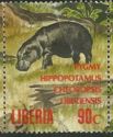 Pygmy Hippopotamus (Choeropsis liberiensis)