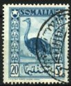 Somali Ostrich (Struthio molybdophanes)
